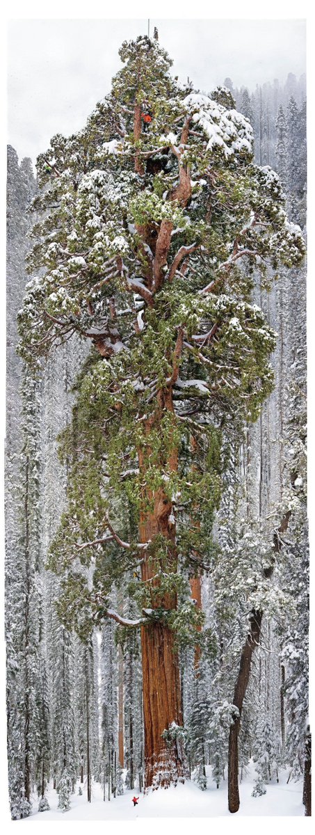 Dünyanın en büyük ağacı bu resimde, merak edenler?