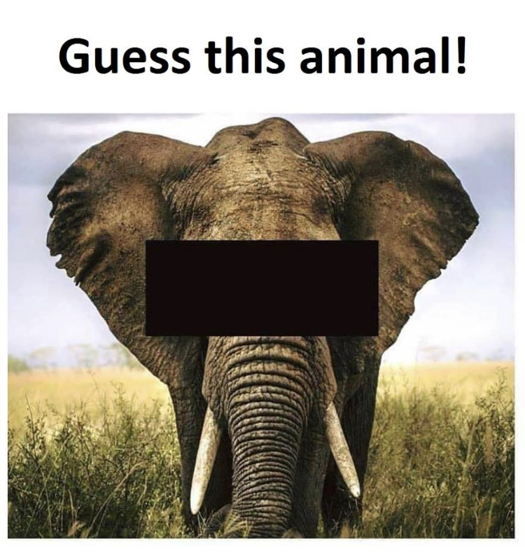 Sizce resimdeki hayvan hangisidir?