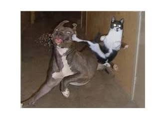 Kediler, neden köpek gördüklerinde tüylerini kabartıp ninja pozisyonu alırlar?