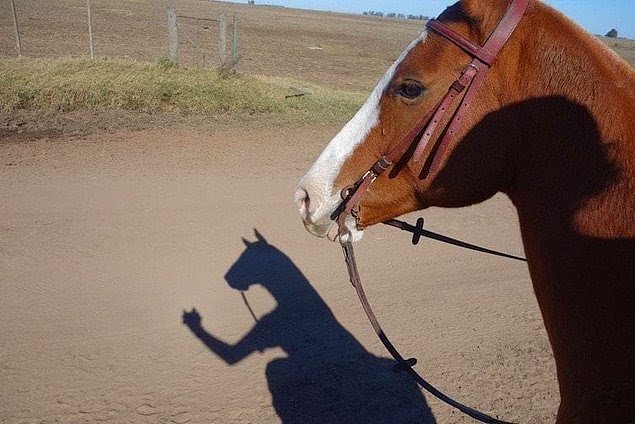 Gerçekten bir at selfie çekebilir mi? Nasıl?