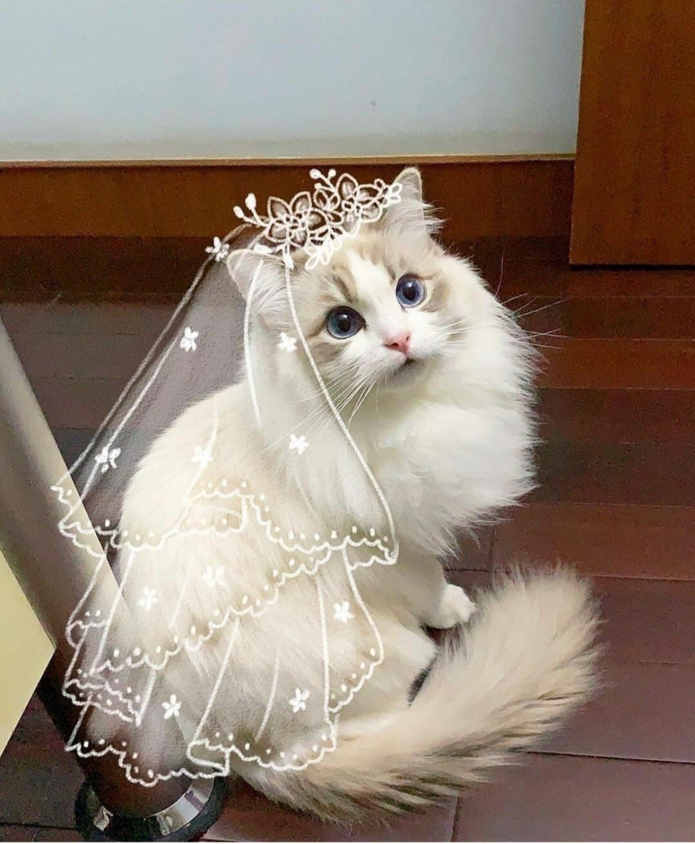 2019 kedi güzeliyle tanışın :) Sizce ödülü hakediyor mu? (Fotoğraf)