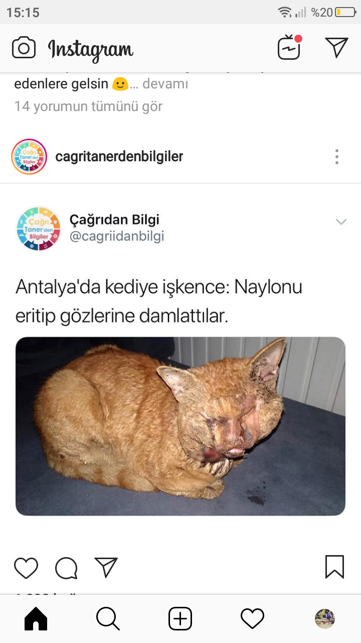 Antalya'da şok işkence. Noylonu eritip kedinin  gözlerine damlattılar ? Fotoğraflar var