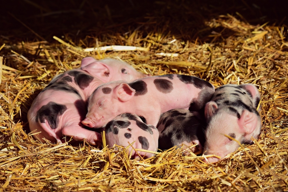 Dinimizde domuz eti haram olduğu için domuz türlerinden nefret etmemiz ne kadar doğrudur?