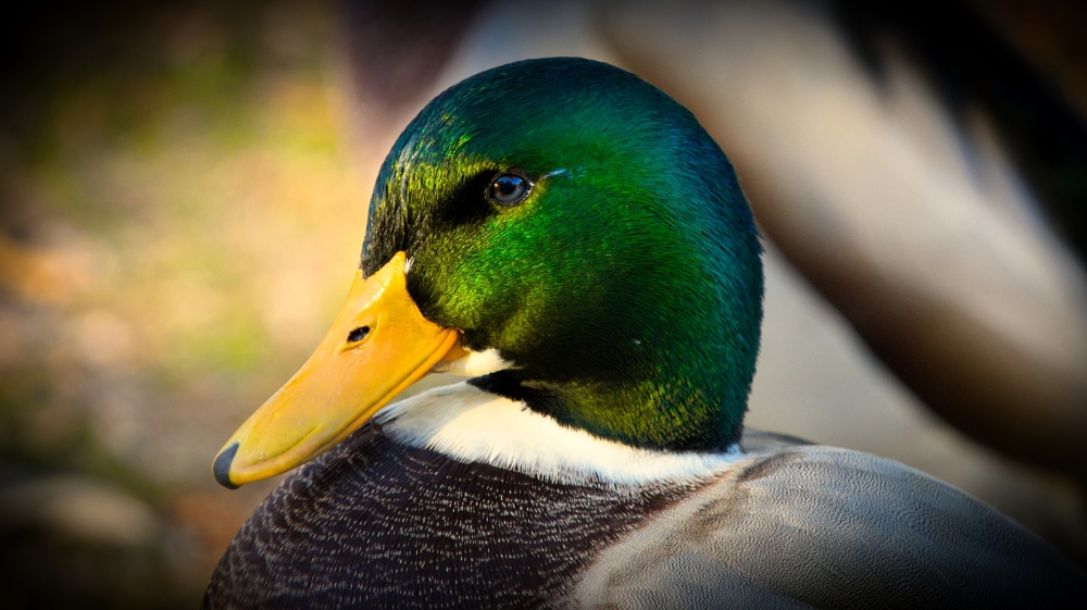 Yeşil başlı ördeğin ana vatanı neresidir?